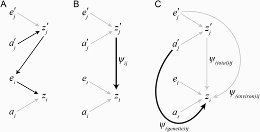 Path diagrams illustrating the components of ψ and their relationship to IGEs. Detailed explanations are provided in the Box text. (A) Causal path diagram of an IGE: genes in interacting individuals influence expression of interacting partners’ phenotypes, interacting partner’s phenotypes are a component of the environment of focal individuals; thus, indirect genetic effects influence focal trait expression (after Wolf et al. 1998). (B) The phenotypic association between interacting and focal partner phenotypes is commonly understood to represent ψ (after Moore et al. 1997). (C) Typical measurements of the interaction coefficient do not distinguish effects arising from additive genetic versus environmental components of the interacting partner trait, but attempt to control this by eliminating or randomly distributing environmental effects while systematically varying additive genetic effects. However, environmental effects may not be randomly distributed or independent from the focal phenotype, potentially biasing the estimation of ψ.