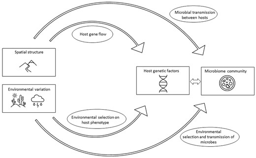 Environmental and spatial structure mediate the apparent relationships between host genetic variation and microbiome variation through a variety of mechanisms. Environmental variation can influence selection on the host genome as well as indirect transmission of microbes. Spatial structure can influence gene flow, genetic drift, and microbial transmission between hosts.