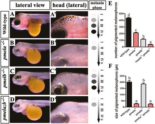 Mutation of pmela and pmelb resulted in significant melanophores reduction, cell size decrease, and melanin biosynthesis degeneration at 7 dpf. In pmela−/− and pmela−/−;pmelb−/− mutants, the melanophores were heavily reduced, but the remaining melanophores (mainly macro-melanophores) still kept the stretch like outlooks, and every one of them displayed hypopigmentation. Most of the melanin was in stage II. In wild-type fish and pmelb−/− mutants, the melanophores were capable of biosynthesizing mature melanin until stage IV, and then release to further patterning the whole fish. And the melanophores in pmelb−/− mutants were also heavily reduced when compared with the wild-type fish. The pigmented melanophores on the kept decrease from pmela−/−–pmelb−/−–pmela−/−;pmelb−/− mutants, and the difference was significant (P < 0.05). However, when related to the size of melanophores, there was no such an orderly decrease. The size of pmela−/− and pmela−/−;pmelb−/− mutants were significantly smaller than that of pmelb−/− and wild-type fish. The single melanophore was unable to synthesize much melanin due to the size reduction and PMEL disruption. Data are expressed as mean ± SD (n = 9). Significant differences in the data between groups were tested by one-way ANOVA and Duncan’s post hoc test. P < 0.05 was considered to be statistically significant, as indicated by different letters above the error bar. R, release.