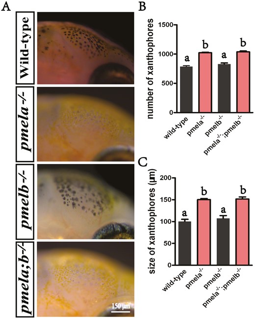 Mutation of pmela and pmelb resulted in melanophores reduction, melanin biosynthesis degeneration, more and larger sized xanthophores on the head at 12 dpf. (A) Mature melanin inside the functional stretch-like melanophores was easily detected in the wild-type fish at 12 dpf. However, the light gray melanophores with serious hypopigmentation were detected in the head of pmela−/−and pmela−/−;pmelb−/− mutants, the melanin inside were almost all in phase I or II so far. Thus melanophores were unable to biosynthesis mature melanin to further pattern the whole fish. Additionally, melanophores were heavily reduced. As a contrast, more and larger sized xanthophores were detected, which made the head a golden outlook. (B and C) The number of xanthophores in pmela−/− and pmela−/−;pmelb−/− mutants were significantly higher than that of pmelb−/− and wild-type fish, and the size of xanthophores in pmela−/− and pmela−/−;pmelb−/− mutants were significantly lager than that of pmelb−/− and wild-type fish. Data are expressed as mean ± SD (n = 5). Significant differences in the data between groups were tested by one-way ANOVA and Duncan’s post hoc test. P < 0.05 was considered to be statistically significant, as indicated by different letters above the error bar.