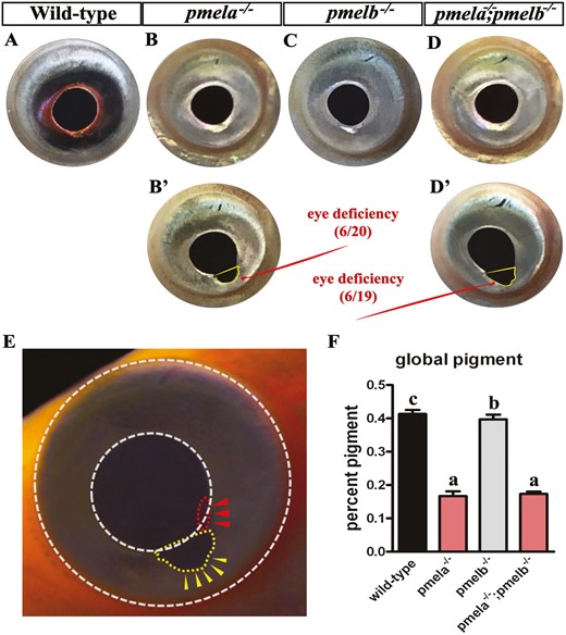 Mutation of pmela resulted in RPE hypopigmentation and eye deficiency at 60 and 90 dpf. (A–D) The pmela−/− and pmela−/−;pmelb−/− mutants showed deep red color in RPE, but difficult to be distinguished from the lateral view. While deep black color was detected in the RPE of wild-type fish and pmelb−/− mutants. No black pigmentation was detected in the iris of pmela−/− and pmela−/−;pmelb−/− mutants, but some black pigmentation was detected in the iris of pmelb−/− mutants. (B’ and D’) Additionally, the pmela−/− (6/20) and pmela−/−;pmelb−/− (6/19) mutants were detected with serious eye deficiency (ocular pigment dispersion and pigmentary glaucoma) in around 1/3 mutants, compared with wild-type fish and pmelb−/− mutants at 60 dpf. (E) Around 1/3 of the pmela−/− and pmela−/−;pmelb−/− mutants were detected with abnormal eye development at 90 dpf, reflected by some melanin spread out of the round iris (yellow dashed box highlighted by yellow arrow heads). Additionally, even though slow restoration of melanin biosynthesis was observed with individual development, a part of the RPE and iris area was detected with almost no melanin, reflected by blood red color (red dashed box highlighted by red arrow heads, under strong bright field). Generally, this is a phenotype of Krukenberg spindle (pigment stuck to the cornea). (F) The statistical analysis of eye pigmentation, the percentages of pmela−/− and pmela−/−;pmelb−/− mutants were significantly lower than in pmelb−/− mutants and wild-type fish (P > 0.05). And there was also significant difference between pmelb−/− mutants and wild-type fish (P < 0.05). Data are expressed as mean ± SD (n = 9). Significant differences in the data between groups were tested by one-way ANOVA and Duncan’s post hoc test. P < 0.05 was considered to be statistically significant, indicated by different letters above the error bar.