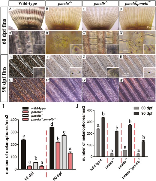 Mutation of pmela and pmelb resulted in melanophores reduction at 60 dpf, but with some restoration at 90 dpf in caudal fins. (A, A’, E, and E’) Large number of melanophores, erythrophores, and xanthophores were observed in 60 and 90 dpf wild-type caudal fin. Obvious black vertical bars and light pigmented interbars were also detected in wild-type fish, the melanophores with branch like clusters (white cross) were in a higher density in bars than in interbars. (B, B’, F, and F’) Almost no pigmented melanophores were detected in the caudal fins of pmela−/− mutants at 60 dpf, but xanthophores were detected. Some guanine filled in the not fully pigmented melanophores, thus making it showing branching-like clusters with red and purple colors (golden cross). The pigmented melanophores were detected with spot-like shape in 90 dpf pmela−/− mutants. The iridophores were most in white color, and many xanthophores were also detected. Both the latter 2 types of pigment cells were widely distributed between the fin rays. (C, C’, G, and G’) A few pigmented melanophores were detected in the fins of pmelb−/− mutants at 60 dpf, with branching-like clusters. Many iridophores and xanthophores were also detected. More pigmented melanophores were detected in pmelb−/− mutants at 90 dpf than at 60 dpf. All these melanophores were in a smaller size than the wild-type melanophores, but larger than in pmela−/− mutants. Additionally, xanthophores and iridophores were detected with the similar color patterning with pmela−/− mutants at the same developmental stage. (D, D’, H, and H’) Completely no pigmented melanophores were detected in the caudal fins of pmela−/−;pmelb−/− mutants. While many iridophores were observed to be filled in the not pigmented melanophores, thus showing red and purple colors (golden cross). Significant less melanophores than wild-type, pmela−/−, and pmelb−/− mutants were detected in the fins of pmela−/−;pmelb−/− mutants at 90 dpf. (I) In 60 dpf wild-type, pmela−/−, pmelb−/−, and pmela−/−;pmelb−/− caudal fins, the pigmented melanophores in pmela−/− and pmela−/−;pmelb−/− were significantly lower than in pmelb−/− mutants and wild-type fish. While the pigmented melanophores in pmelb−/− mutants were also significantly lower than the wild-type fish. In 90 dpf wild-type, pmela−/−, pmelb−/−, and pmela−/−;pmelb−/− caudal fins, the pigmented melanophores in pmela−/−;pmelb−/− mutants were significantly lower than in pmela−/− mutants, the pigmented melanophores in pmela−/− mutants were significantly lower than in pmelb−/− mutants, and the pigmented melanophores in pmelb−/− mutants were significantly lower than in wild-type fish. (J) The pigmented melanophores in 60 dpf wild-type, pmela−/−, pmelb−/−, and pmela−/−;pmelb−/− mutants were significantly lower than the wild-type fish and mutants at 90 dpf stage, respectively. Data shown in Figure 6I and J are expressed as the mean ± SD (n = 9). Significant differences in the data between groups were tested by one-way ANOVA and Duncan’s post hoc test and Student’s t-test, respectively. P < 0.05 was considered to be statistically significant, indicated by different letters above the error bar.