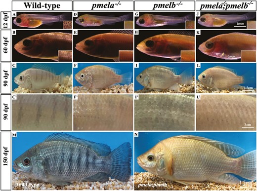 Mutation of pmela and pmelb resulted in serious hypopigmentation. The fish were checked at 12, 60, 90, and 150 dpf. Hypopigmentation of pmela−/−, pmelb−/−, and pmela−/−;pmelb−/− mutants were observed in trunk at all the developmental stages. (A) No bars were observed (the bars usually begin to appear at around 35 dpf) in wild-type fish. (B) Black wild-type fish with heavily pigmented vertical bars detected on the trunk at 60 dpf. (C and C’) Wild-type fish with obvious vertical bars detected on the trunk at 90 dpf. (D) pmela−/− mutants with significant reduction of pigmented melanophores detected in whole fish at 12 dpf. Melanophores in the head and RPE were detected with significant hypopigmentation. (E) pmela−/− mutants with serious hyperpigmentation detected in trunk at 60 dpf. No obvious vertical bars were detected at this stage, the body color was evenly detected in the whole fish. Many gray iridophores were detected on the trunk. (F and F’) pmela−/− mutants with hypopigmentation detected in whole fish, which made the fish show light golden body color at 90 dpf. (G) pmelb−/− mutants with hypopigmentation on trunk, while not on melanophores at 12 dpf. (H) pmelb−/− mutants with some pigmented melanophores detected in trunk and fins, but many of the melanophores were in abnormal states at 60 dpf. (I and I’) pmelb−/− mutants detected with some black patterns which were different with the bars of wild-type fish at 90 dpf. The whole fish showed hypopigmentation. (J) pmela−/−;pmelb−/− mutants detected with even more significant hypopigmentation than pmela−/− and pmelb−/− mutants at 12 dpf. The melanophores in the head and RPE were similar to the situation revealed in pmela−/− mutants. (K and K’) pmela−/−;pmelb−/− mutants were detected with global golden body color, but light gray pigmented melanophores were detected in some areas like the top head at 60 dpf. (L and L’) pmela−/−;pmelb−/− mutants were detected with golden plumage body color, no bars, but similar light color pattern with pmela−/− and pmelb−/− mutants in the dorsal fin at 90 dpf. (M) Wild-type fish with global black plumage and hyperpigmented vertical bars detected on the trunk and fins at 150 dpf. (N) pmela−/−;pmelb−/− mutants were detected with complete golden plumage at 150 dpf.