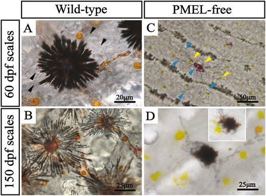 Effects of pmela and pmelb double mutation on pigment cell number, morphology, and location in scales of tilapia. In the wild type, most of the melanophores were young, with many dendrites and extracellular release of melanosomes at 60 dpf (A, black arrow). With the development, most of the melanophores became elder. The increased and further extended dendrites propelled the xanthophores far away from the main body of the melanophore at 150 dpf (B). In pmela−/−;pmelb−/− mutants, the main body and dendrites of the melanophore shrank, and accumulated a large amount of purple, blue and even red guanine due to the decreased ability of melanin synthesis. The xanthophores became closer to the melanophores at 60 dpf (C, yellow arrow). At 150 dpf, the main body, but not the dendrites, was filled with melanosome, due to the partially recovered melanin synthesis ability. Xanthophores were obviously enlarged with “airememes” in the mutants compared with those of the wild type (D).
