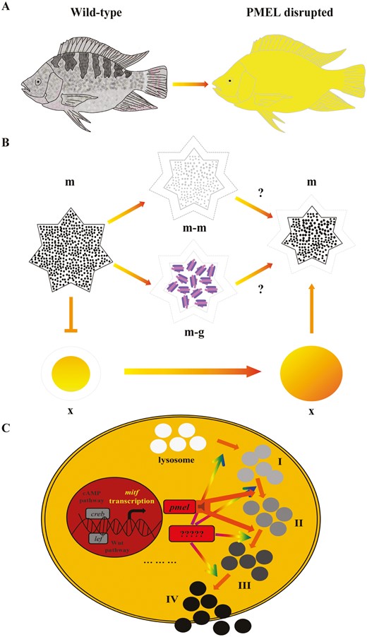Proposed model of PMEL disruption in this study. (A) Disruption of pmela and pmelb resulted in complete golden plumage and hypopigmentation in eyes of tilapia. (B) Disruption of pmela and pmelb resulted in decreased and hypopigmented melanophores, and even guanine biosynthesis in not pigmented melanophores. Additionally, melanophores size was also heavily reduced in it. Disruption of pmela and pmelb also resulted in increased and larger sized xanthophores, which was another key reason for complete golden plumage. In wild-type fish, larger sized melanophores rejected the size-restricted xanthophores, whereas in PMEL-free mutants, the xanthophores with larger size than in wild-type fish pursuited the functionally restricted tiny melanophores. (C) Schematic view of melanin biosynthesis. Mitf as the key transcription factor for melanogenesis is responsible for cis-directing the mitf-axis downstream genes such as pmel. There are 4 phases of melanin, pmel was fundamental for both phases I–II and phases II–III melanin transition, thus hypopigmented melanophores were observed in PMEL disrupted tilapia. However, restoration of melanin biosynthesis was observed in PMEL disrupted tilapia, suggesting that additional collateral branches and some other key genes might be involved in melanin biosynthesis. The unknown gene was probably related to melanin biosynthesis from phase I to phase IV, and even lysosome biosynthesis. m, melanophores; m-m, melanophores with immature melanin; m-g, melanophores fulfilled with guanine; x, xanthophores.