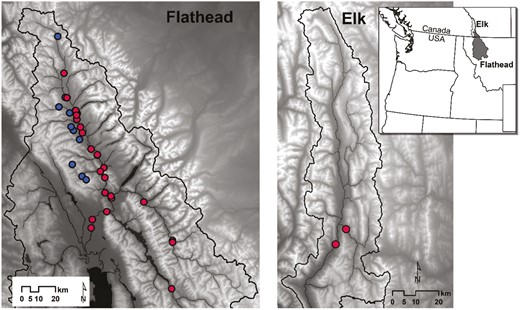 Map of all study sites sampled in the Flathead River, USA, and Elk River, Canada. Red points denote sites with only (or mainly) Sweltsa coloradensis. Blue points denote sites with only or mainly Sweltsa fidelis.