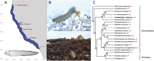 A) Distribution of Monkeyface Prickleback, Cebidichthys violaceus. Monkeyface Pricklebacks are found in the intertidal and subtidal to a depth of 25 m from Southern Oregon, USA, to Northern Baja California, Mexico. The collection site of the sequenced individual, Pacific Grove California, is indicated by the star on the map. Inset is an illustration of C. violaceus (Illustration credit: Andrea Dingeldin). B) A Monkeyface Prickleback, C. violaceus (photo by M.H. Horn) and an image of Franklin Point California at low tide, an example of representative intertidal habitat for the Monkeyface Prickleback. C) Phylogenetic relationships of the nonmonophyletic family Stichaeidae based on 2,100 bp of cytb, 16s, and tomo4c4 genes (Kim et al. 2014). Bayesian posterior probabilities are indicated on nodes. C. violaceus is bolded and the letters after the names are H = herbivory, O = omnivory, C = carnivory. Evolution of herbivory (— — — —) and omnivory (............) are shown. Numbers in parentheses are the number of taxa contained in that branch. Some groups are collapsed into subfamilies. Asterisks indicate that this species (or species in that group) are found in California.