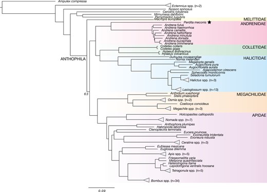 Inferred phylogeny of all publicly available Apoidea genomes based on UCE data from 119 species (1 indiv/species), including Perdita meconis iyPerMec1 (shown with ★), shows major bee families including Apidae, Megachilidae, Andrenidae, Melittidae, Colletidae, and Halictidae, as well as outgroup clades containing apoid wasps. Nodes with unlabeled support values are >95% ultrafast bootstrap (UFB) percentages. Scale at the bottom is the number of substitutions per site. An uncollapsed version of the phylogeny is provided in Supplementary Fig. S5.