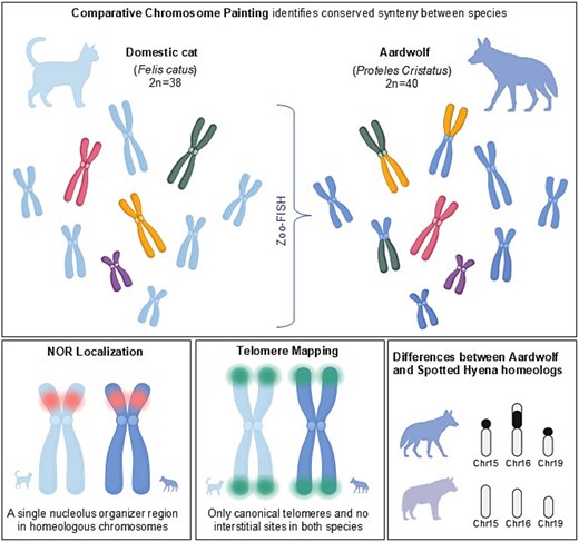 オオカミイタチとネコに驚くほど共通する染色体、研究で判明(Aardwolves and cats share surprising chromosome similarities, study finds) オオカミイタチとネコに驚くほど共通する染色体、研究で判明(Aardwolves and cats share surprising chromosome similarities, study finds)