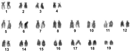 Karyotype of H. distortus after conventional Giemsa staining.