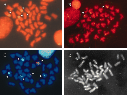 Metaphase chromosomes of H. distortus. Propidium iodide-counterstained chromosomes after one-color FISH with (a) 18S-28S rDNA probe and (b) 5S rDNA probe. (c) DAPI-counterstained chromosomes after two-color FISH with 18S-28S rDNA probe (green signal) and 5S rDNA probe (red signal). (d) C-banded metaphase obtained after FISH and DAPI counterstaining. Arrows indicate the hybridization sites.