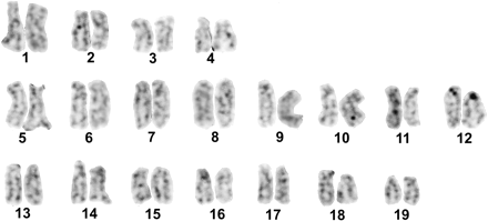 Karyotype of H. distortus after silver staining. Note Ag-NORs in chromosome pair 12.