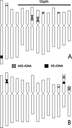 Karyo-idiograms of Chlorophytum showing FISH based localization of the two r-DNA sites (45S and 5S rDNA) on somatic chromosomes of: A. C. borivillianum, B. C. comosum.