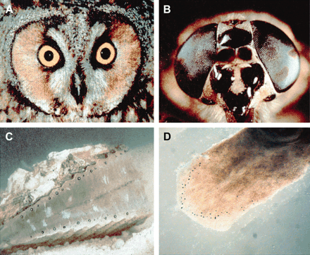 Different eye types. (A) Camera-type eye of an owl. (B) Compound eye of a horsefly. (C) Mirror-type eye of a scallop. (D) Prototypic eyes consisting of a single photoreceptor cell and a pigment cell in the planarian Polycelis auricularia.