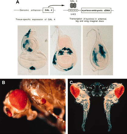 Targeted expression of eyeless and twin of eyeless and induction of ectopic eyes in Drosophila (Halder et al. 1995). (A) Targeted expression of ey cDNA using a genomic enhancer to induce the gal4 transcription factor in various imaginal discs. Gal 4 binds to the upstream activating sequences (UAS) and drives the expression of ey into the respective areas of eye-antennal, wing, and leg discs. (B) Ectopic eyes induced by eyeless (ey). (C) Ectopic eyes induced by twin of eyeless (toy). Courtesy of Urs Kloter and Georg Halder.