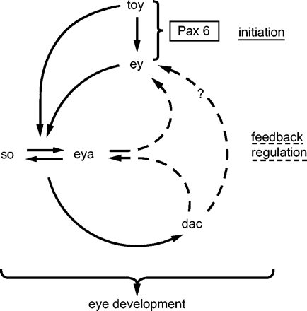 Gene regulatory network controlling eye determination in Drosophila.