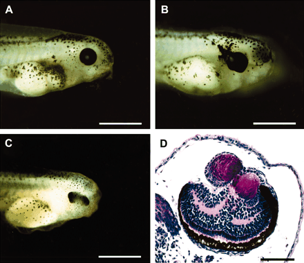 Induction of ectopic eye structures in Xenopus embryos by injection of Drosophila ey and toy mRNA at the two-cell stage (Onuma et al. 2002). (A) Control embryo noninjected. (B) Embryo injected with 0.5 ng ey mRNA showing expansion of the retinal pigment epithelium. (C) Embryo injected with 2 ng toy mRNA showing a duplication of the retina. (D) Cross-section of an embryo injected with 0.25 ng ey mRNA showing a duplication of the lens and retina.