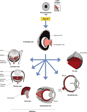 Hypothetical evolution of photosensitive cells containing rhodopsin as a light receptor and monophyletic evolution of the various eye types. The eye prototype consisting of a photoreceptor cell and a pigment cell is assembled under the control of Pax6 (after Gehring and Ikeo 1999).