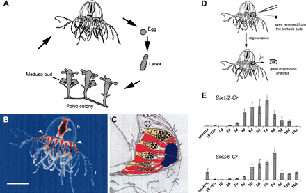 Life cycle and eye structure and regeneration of the eyes in the hydrozoan jellyfish Cladonema (after Stierwald 2004). (A) Life cycle. (B) Location of the eyes at the base of the tentacle (arrowheads). (C) Eye structure: photoreceptor cells (red), pigment cells (yellow), lens cells (blue). (D) Removal of an eye from the tentacle bulb and eye regeneration. (E) Gene expression analysis by quantitative PCR; both six 1 and 3 homologs are induced.