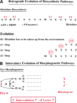 Models for the evolution of biosynthetic and morphogenetic pathways. (A) Retrograde evolution of biosynthetic pathways (after Horowitz 1945). (B) Intercalary evolution of the eye morphogenetic pathway (after Gehring and Ikeo 1999).