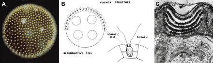The colonial organization of Volvox and the structure of its photoreceptor organelle located in the chloroplast of Eudorina. (A) Colonial organization. (B) Structure of a single flagellate (somatic cell). (C) Ultrastructure of the photoreceptor organelle in the chlorplast (thylakoid membranes) of Eudorina californica (after Grell 1973).