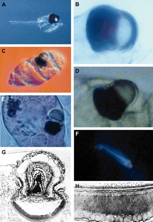 Eye organelle of the unicelllular dinoflagellates Erythropsis and Warnowia. (A) Erythropsis. (B) Eye organelle of Erythropsis. (C) Warnowia. (D) Eye organelle of Warnowia. (E) Nucleus and eye organelle of Warnowia. (F) Birefringence, the retina-like structure detected in polarized light in Warnowia. (G) Ultrastructure of the eye organelle of Warnowia. (H) Ultrastructure of the retina-like structure with stacked membranes and large pigment granules. A–F courtesy of Makiko Seimiya and Jean and Colette Febvre; G–H from Greuet 1969.