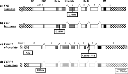 TYR alleles: (a) siamese and (b) burmese, and TYRP1 alleles: (c) chocolate and (d) cinnamon. Gene structures for the TYR and TYRP1 genes in the domestic cat with noncoding regions in dashed and the exons (5 and 8, respectively) as boxes. The exons and domains are drawn to scale; the intronic sizes are not available in the cat (in humans: TYR intron 1: 12 kb, intron 2: 36 kb, intron 3: 57 kb, intron 4: 10 kb, and TYRP1 intron 1: .5 kb, estimated intronic sizes of TYRP1 introns 2–7 in the cat based on PCR and agarose analysis: intron 2: 1 kb, intron 3: 3 kb, intron 4: 5 kb, intron 5: 3 kb, intron 6: 6 kb, intron 7: 1 kb). The domains are annotated: signal peptide (SP; dots), epidermal growth factor (EGF)-like domain (vertical lines), copper-binding domains A and B (CuA, CuB; squares), cysteine rich domain (Cys-rich; horizontal lines), transmembrane domain (TM; filled). Indication of the localization of the domestic cat amino acid sequence variants of (a) the siamese allele (TYR-G3301R), (b) the burmese allele (TYR-G227W), (c) the chocolate allele [TYRP1-A3G; TYRP1-421ins17/18] and (d) the cinnamon allele (TYRP1-R100X).