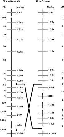 X chromosome inversion breakpoint regions identified via mapping. The left panel indicates physical distances between markers in the D. mojavensis genome sequence assembly. The right panel indicates recombinational distances between these markers in D. arizonae, and the arrows designate the localized inversion breakpoint regions.