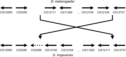 X chromosome inversion breakpoint regions identified via hypothesized microsynteny between D. melanogaster and D. mojavensis. The direction of transcription of each predicted gene is noted. Distances between transcripts are not to scale.