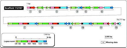 Schematic representation of a large sequenced scaffold from the domestic cat nuclear genome containing 12 tandem repeated copies of the Lopez-numt (Lopez et al. 1994, 1997). The arrow represents the orientation of the motif copy.