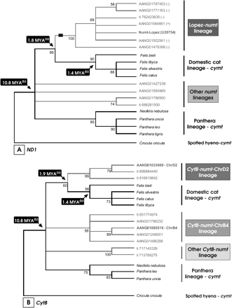 Phylogenetic analyses of felid mitochondrial (cymt) and homologous domestic cat numt sequences. The numt sequences are labeled using its GenBank, trace (ti), or chromosome (Chr) code location. Estimated divergence dates of numt lineages defining nodes (a) were estimated after Lopez et al. (1997). Divergence dates assumed for the Felidae radiation and the represented species of the domestic cat lineage (b) were retrieved from Johnson et al. (2006). Bootstrap values, calculated from 1000 replications, are placed at each branch point. (A) Minimum-evolution condensed tree (50% cutoff value) of a 570-bp segment of the mtDNA NADH dehydrogenase subunit I (ND1—gene segment represented in the Lopez-numt) and homologous numts detected by BLAST searches in Felis catus. The black rectangle represents the phylogenetic informative 10 bp deletion shared by all representatives of the Lopez-numt lineage. The symbol (+) and (−) represent the orientation of the genomic DNA sequence. (B) Minimum-evolution condensed tree (50% cutoff value) of a 426-bp segment of the mtDNA cytochrome b (CytB—gene segment not represented in the Lopez-numt) and several homologous numts detected by BLAST searches in Felis catus.