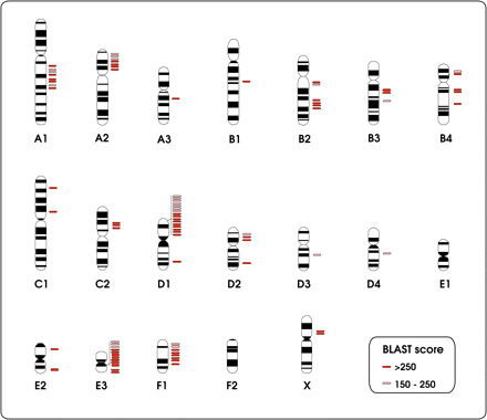 Schematic representation of the physical location of the numt fragments onto domestic cat chromosomes.