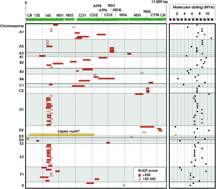 mtDNA coverage of numt fragments (in red/pink) mapped onto domestic cat chromosomes and its molecular dating (MYA—million of years ago). The mtDNA genes are represented in green. The Lopez-numt sequences retrieved from the domestic cat WGS could not be mapped into its chromosome D2 location (Lopez et al. 1994). The Lopez-numt copy is represented in yellow for convenience only.