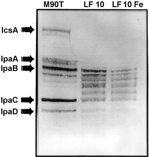 Effect of iron saturation on lactoferrin-mediated invasion plasmid antigen release. Water extract of Shigella flexneri (left lane)shows that the convalescent serum recognized the major invasion plasmid antigens released by the organism during the water extraction procedure. Incubation of S. flexneri with lactoferrin at 10 mg/mL (0.125 mM) for 1 h at 37°C was associated with loss and degradation of invasion plasmid antigens (lane LF 10).When lactoferrin was saturated with FeCl3 before incubation with bacteria, the pattern of loss/degradation of invasion antigens was unchanged (lane LF 10 Fe)