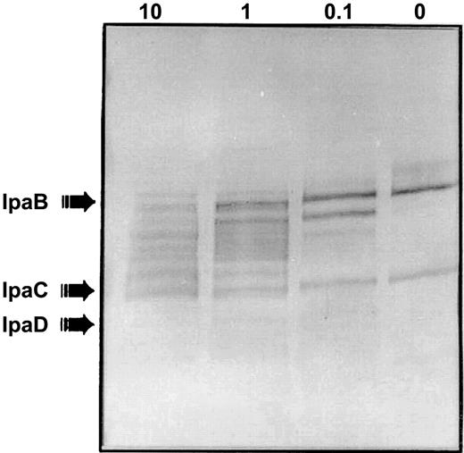 Immunoblot showing lactoferrin-mediated invasion plasmid antigen release is concentration dependent. When Shigella flexneri M90T was treated with a range of lactoferrin concentrations (10, 1, 0.1, and 0 mg/mL for 1 h at 37°C), a preabsorbed convalescent human serum sample reacted in a concentration-dependent fashion with invasion plasmid antigen protein that had been released into the supernatant. This blot used serum that reacted with IpaB and IpaC to demonstrate the effect of varying concentrations of lactoferrin. IpaB was released and degraded. Bands faintly visible suggested that IpaC also was broken down