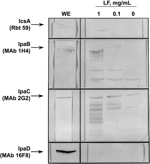Immunoblot confirmation of IpaB and IpaC release by use of monoclonal antibodies (MAbs). MAbs were reacted with invasion plasmid antigens (lane WE [water extract]) and with the supernatant of Shigella flexneri M90T pretreated with lactoferrin (LF; 0, 0.1, and 1 mg/mL). MAb 1H4 (to IpaB) and MAb 2G2 (to IpaC) demonstrated a concentration-dependent release and degradation of IpaB and IpaC. MAb 2G2 demonstrated a breakdown of IpaC that was only faintly seen with the convalescent serum (see figure 3). IpaD and IcsA, in contrast, were not released into the supernatant with lactoferrin treatment. Composite figure is of 4 immunoblots; each reacted with a different MAb