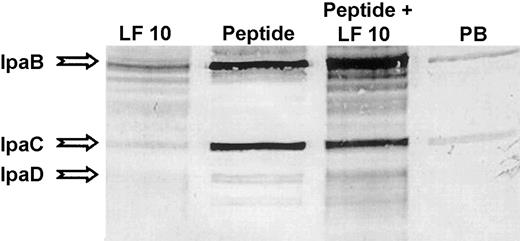 The N-terminal 33-aa peptide of lactoferrin does not cause release and degradation of IpaB and IpaC. Shigella flexneri was incubated for 1 h at 37°C with lactoferrin (lane LF; 10 mg/mL [0.125 mM]), the N-terminal 33-aa peptide of lactoferrin (lane Peptide; 0.125 mM), or the phosphate buffer (lane PB) in which the proteins were dissolved. Released antigens were detected by Western blot in human convalescent serum that reacted with IpaB–IpaD in addition to several small undefined proteins. When lactoferrin (0.125 mM 37°C, 1-h incubation) was added to Shigella organisms treated for 1 h with the N-terminal 1–33 peptide, the additional treatment led to release and degradation of invasion antigens in a pattern similar to lactoferrin treatment alone