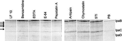 Effect of protease inhibitor treatment on lactoferrin-induced degradation of invasion antigens of Shigella flexneri Bacteria were incubated for 1 h in the presence of lactoferrin (0.125 mM) and protease inhibitors. Arrows indicate degradation products of IpaB induced by lactoferrin. The generation of these products was unaffected by protease inhibitors including benzamidine, EDTA, E64, or pepstatin in the incubation mix with bacteria and lactoferrin. In contrast, antipain, chymostatin, and soybean trypsin inhibitor blocked breakdown of IpaC and at least partly blocked degradation of IpaB. All experiments used identical nos. of bacteria