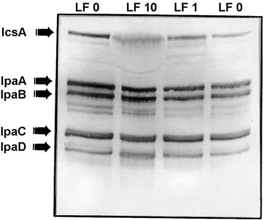 Lactoferrin does not cause degradation of previously released IpaB and IpaC. A cell-free invasion plasmid antigen water extract preparation was incubated for 1 h at 37°C with various concentrations of lactoferrin (LF) in PBS: PBS without lactoferrin (both LF 0 lanes) and with 10 mg/mL lactoferrin (lane LF 10) and 1 mg/mL lactoferrin (lane LF 1) This blot with preabsorbed convalescent serum that reacted with all of the invasion antigens showed that neither IpaB nor IpaC was directly degraded by lactoferrin. In contrast to studies in which lactoferrin treatment of bacteria led to degradation of IpaBC, lactoferrin without bacteria present did not degrade these invasins