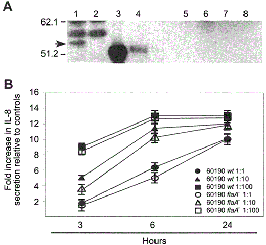 Absence of Helicobacter pylori FlaA in conditioned medium and lack of its effect for induction of interleukin (IL)-8 secretion in AGS gastric epithelial cells. A, Bacterial whole-cell sonicates (lanes 1 and 2) and supernatants (filter-concentrated [lanes 5 and 6] and unconcentrated [lanes 7 and 8]) from broth-grown H. pylori wild-type (wt) strain 60190 (lanes 1, 5, and 7) and its isogenic flaA-mutant derivative (lanes 2, 6, and 8) were analyzed by use of Western blot, using a polyclonal antibody raised against Salmonella typhimurium flagellin. Purified S. typhimurium flagellin (lane 3) and commercially available H. pylori FlaA (Austral Biologicals; lane 4) were used as positive controls for antibody recognition. Molecular mass of native H. pylori FlaA is ∼54 kDa, which is glycosylated within the H. pylori flagellar filament by neuA/flmD, a bicistronic operon [56]. Recombinant FlaA (Austral Biologicals) was produced in genetically engineered E. coli, and its molecular weight is ∼51 kDa. It is likely that E.coli lack the ability to glycosylate recombinant FlaA, which leads to the production of a lower molecular-weight protein than that for native H.pylori FlaA. Experiments were performed at least twice; arrow, H. pylori FlaA. B, AGS cells were incubated with or without H. pylori wt strain 60190 (solid symbols) or an isogenic 60190 flaA-mutant (open symbols) at varying cell:bacteria concentrations (1:1, 1:10, and 1:100) for 3, 6, and 24 h, and IL-8 production in coculture supernatants was quantified by ELISA. Data represent at least 3 independent experiments performed in triplicate and are expressed as mean levels of IL-8 release relative to AGS control cells that were incubated in tissue-culture medium without H. pylori. Bars, SD.