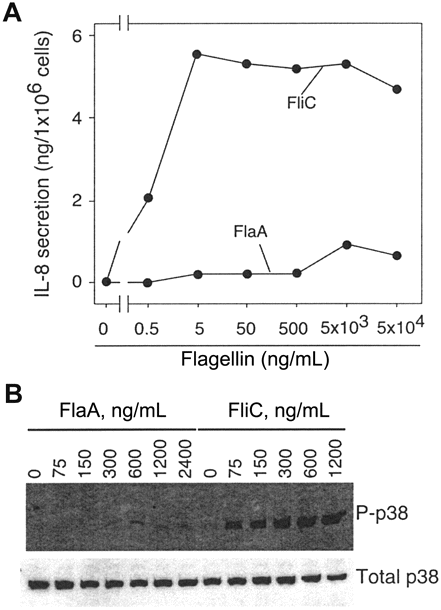Induction of an attenuated Toll-like receptor 5 (TLR5)-mediated interleukin (IL)-8 response by purified Helicobacter pylori FlaA. A, Purified recombinant epitope-tagged FlaA and FliC from H. pylori and Salmonella typhimurium, respectively, were added at increasing concentrations to T84 intestinal epithelial cells that express endogenous TLR5 and IL-8 production in coculture supernatants was quantified by ELISA. Data are expressed as nanograms of IL-8 secretion/ 1 × 106 epithelial cells. B, MDCK cells engineered to stably express TLR5 were treated with indicated concentrations of H. pylori FlaA or S. typhimurium FliC and phosphorylated p38 (P-p38) was detected 30 min later by immunoblotting, using a phosphospecific anti-p38 antibody. A control Western blot, which used an antibody that recognizes total p38, is also shown.