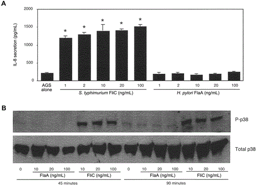 Failure of purified Helicobacter pylori FlaA to stimulate interleukin (IL)-8 secretion or p38 activation in gastric epithelial cells. A, Purified recombinant FliC and FlaA from Salmonella typhimurium and H. pylori, respectively, were added at increasing concentrations to AGS gastric epithelial cells that express endogenous Toll-like receptor 5 (TLR5), and IL-8 production in coculture supernatants was quantified by ELISA. Data represent at least 3 independent experiments that were performed in triplicate and are expressed as picograms per milliliter. Bars, SD. * P < .05, vs. AGS cells in medium alone. B, AGS cells were treated with indicated concentrations of H. pylori FlaA or S. typhimurium FliC, and phosphorylated p38 (P-p38) was detected 45 and 90 min later by immunoblotting, using a phosphospecific anti-p38 antibody. A control Western blot, which used an antibody that recognizes total p38, is also shown.