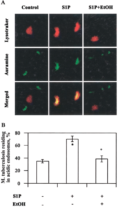 Colocalization of Mycobacterium tuberculosis with acidic endosomes after stimulation with sphingosine 1-phosphate (S1P). A, Representative picture from 3 separate experiments showing the increase of M. tuberculosis in acidic vacuoles after treatment with S1P and the reverse effect exerted by ethanol (EtOH). B, Summary of the mean percentage . SE of M. tuberculosis colocalized with acidic phagosomes, determined by counting 1150 bacilli from at least 60 macrophages/sample. Three different experiments were assessed. * P < .0001 and °P = NS, vs. M. tuberculosis-infected control cells.