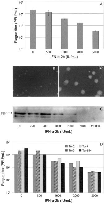 Effect of interferon (IFN)-α-2b on virus growth. A, Reduction of virus yield in the presence of antiviral activity. Vero E6 cells were infected with ∼100 pfu of the severe acute respiratory syndrome-related coronavirus (SARS CoV). At 1 h after infection, the supernatants were replaced with Dulbecco's modified Eagle's medium (DMEM) or DMEM containing the indicated amounts of IFN-α-2b (IU/mL) for a total of 72 h. Growth of the SARS CoV isolate Tor2 was determined by plaquetitration assay from 3 independent experiments, and data are mean ± SD. B, Analysis of cell-to-cell spread of SARS CoV in the presence and absence of IFN-α-2b. Vero E6 cell monolayers were infected with 10-fold dilutions of the SARS CoV. After 1 h of virus adsorption, the inoculum was removed, and cell monolayers were overlaid with 0.9% low-meltingpoint agarose in DMEM (B2) or DMEM containing 5000 IU/mL of IFNa- 2b (B1). On day 3 after infection, cells were stained with crystal violet. C, Protein analysis. Cell lysates were subjected to 10% SDS-PAGE. Protein was electrotransferred to polyvinylidene difluoride membrane (Immobilon P membrane; Millipore). Viral antigen was detected by use of a patient serum sample and horseradish peroxidase-conjugated anti-human IgG, by use of enhanced chemiluminescence. NP, nucleoprotein. D, Comparison of the effect of antiviral activity on different SARS CoV isolates. Vero E6 cells were infected with 4 independently isolated SARS CoVs (isolates Tor2, Tor3, Tor7, and Tor684) and were analyzed for their sensitivity to IFN-α-2b, as described above.