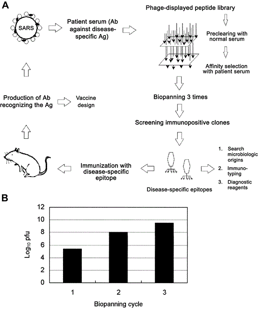 Phage-displayed peptide-library screening of serum samples from patients with severe acute respiratory syndrome (SARS). A, Illustration of principle of selection of the SARS-specific epitopes used in this study. The phage-displayed peptide library was precleared by use of normal human serum and by affinity selection with serum antibodies (Abs) from patients with SARS. After biopanning 3 times, immunopositive phage clones were selected by ELISA. Disease-specific epitopes were further identified and characterized by synthetic peptide binding and competitive-inhibition assay. Phage-displayed disease-specific epitopes can be used to determine microbiologic origins, to study immunotyping, and to provide information for the development of diagnostic reagents and vaccines. B, Selection of a phage-displayed peptide library on immunoglobulins purified from serum samples from patient SP1. After the third round of biopanning, marked enrichment (up to 14,000-fold) was evident, compared with the first round of selection. Ag, antigen; pfu, plaque-forming units.