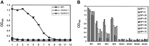 Specific reactivity of selected phage clones with serum antibodies from patients with severe acute respiratory syndrome (SARS). A, Serum antibodies from patient SP1 and from 2 healthy control subjects were incubated with a 3-fold serial dilution, from 1010 to 1.69×105 pfu, of selected phage clone SP1-1 (1, 1010 pfu; 2, 3.33×109 pfu; 3, 1.11×109 pfu; 4, 3.70×108 pfu; 5, 1.23×108 pfu; 6, 4.11×107 pfu; 7, 1.37×107 pfu; 8, 4.57×106 pfu; 9, 1.52×106 pfu; 10, 5.08×105 pfu; 11, 1.69×105 pfu; and 12, 0 pfu). SP1-1 reacted specifically with serum antibodies from patient SP1 but not with serum antibodies from the 2 control subjects. B, Analysis of serum from 4 patients with SARS (SP1–SP4) and of normal serum from 4 healthy subjects (NHS1-NHS4). Serum samples were incubated with 1×109 pfu of immunopositive phage clones (SP1-1, −8, −29, −30, −32, −39, −54, and −72). Immunopositive phage clones SP1-1, −8, and −29 were highly reactive to serum from patients with SARS but not to serum from the healthy subjects. OD490 , optical density at 490 nm.
