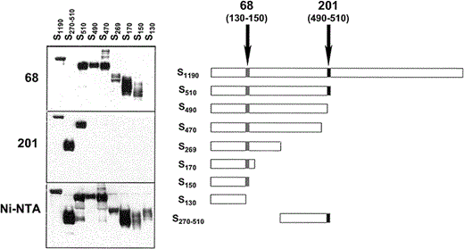 Epitope mapping by immunoprecipitation. Truncated fragments of surface (S) glycoprotein of severe acute respiratory syndrome (SARS)—associated coronavirus (right) were tagged with 6-histidine (His) epitopes and were immunoprecipitated with monoclonal antibody (MAb) 68 (top left), MAb 201 (middle left), or nickel-nitrilotriacetic acid (Ni-NTA) agarose (bottom left); resolved by SDS-PAGE; transferred to solid support; and then visualized using anti-His (C-term) antibody, followed by a 1:5000 dilution of horseradish peroxidase-conjugated goat anti-mouse IgG, treatment with enhanced chemiluminescence reagent, and autoradiography. In the right panel, epitopes are depicted for MAb 201 (490–510 [blackened boxes]) and MAb 68 (130–150 [shaded boxes]).