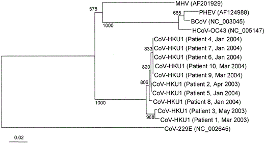 Phylogenetic tree of pol gene sequences of the 10 coronavirus HKU1 (CoV-HKU1) specimens from patients with community-acquired pneumonia. The tree was inferred from pol gene data by the neighbor-joining method, and bootstrap values were calculated from 1000 trees. The tree was rooted using the pol gene sequence of human coronavirus 229E (HCoV-229E), and 393 nt positions (primer sequences excluded) in each pol gene were included in the analysis. The scale bar indicates the estimated no. of substitutions per 50 bases using the Jukes-Cantor correction. BCoV, bovine coronavirus; HCoV-OC43, human coronavirus OC43; MHV, murine hepatitis virus; PHEV, porcine hemagglutinating encephalomyelitis virus