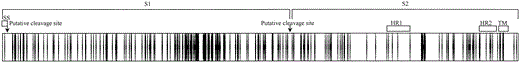 Distribution of nonsynonymous mutations in the spike (S) gene of coronavirus HKU1 (CoV-HKU1). The S protein (1356 aa) of CoV-HKU1 is depicted by the horizontal bar, and the positions of the nonsynonymous mutations are depicted by vertical lines in the bar. HR1, heptad repeat 1 (aa 982–1083); HR2, heptad repeat 2 (aa 1250–1297); SS, N terminal signal sequence (aa 1–13); TM, transmembrane domain (aa 1301–1323)