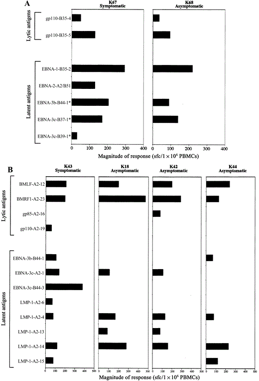 Epstein‐Barr virus (EBV)–specific immune responses in genetically related subjects. A, CD8 T cell responses in 2 siblings, K67 and K68. The siblings have A3, B35, and C4 alleles in common, and only K67 reported a history of acute infectious mononucleosis (AIM). Epitopes marked with an asterisk are responses to epitopes not previously described to be presented by the subjects’ HLA allele(s). B, Responses to CD8 T cell–specific epitopes in HLA class I–identical siblings K18, K42, K43, and K44. The siblings have A2, B13, B44, Cw5, and Cw66 alleles in common. K43 reported a history of AIM and required hospitalization; the other siblings acquired EBV asymptomatically. Results are expressed as spot‐forming cells (sfc) per 1×106 peripheral blood mononuclear cells (PBMCs). Epitope sequences are shown in table 1. EBNA, Epstein‐Barr nuclear antigen; LMP, latent membrane protein.